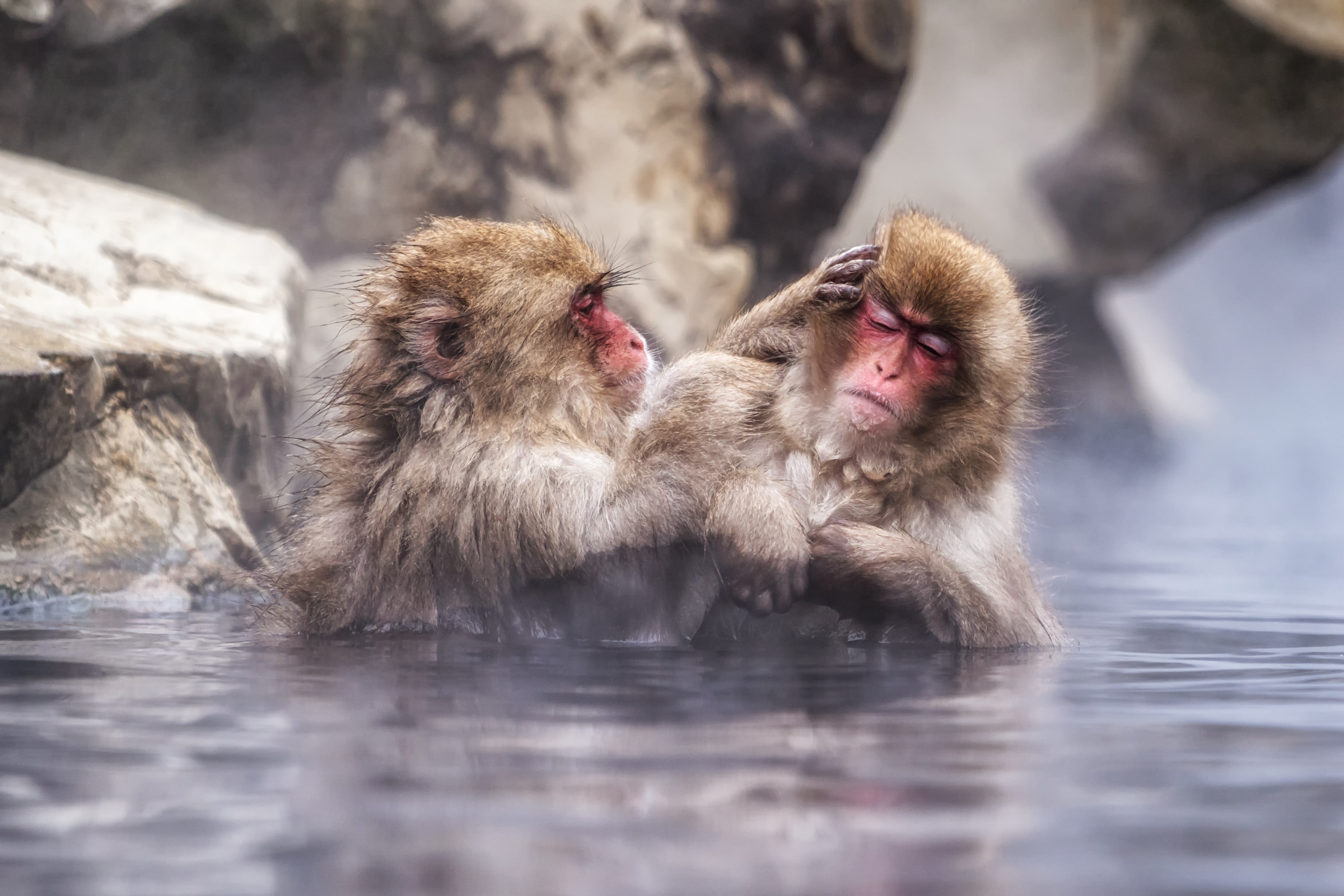 jigokudani monkey park.webp